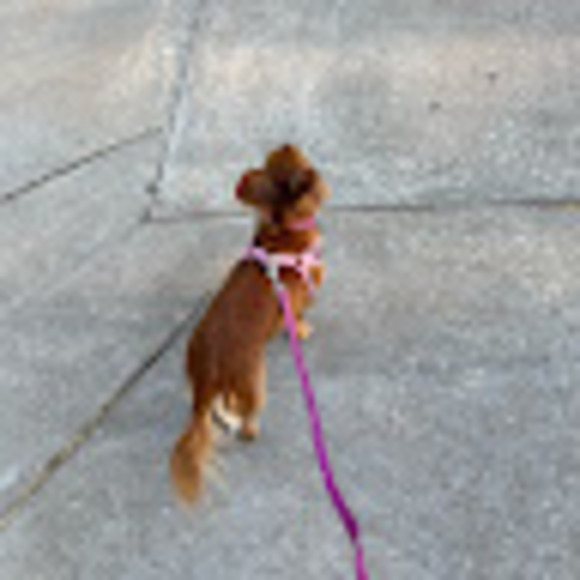 Meet your Posher, Claire - Picture 1 of 1